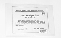 Ascochyta pruni image